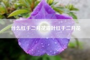 什么红于二月花霜叶红于二月花（停车坐爱枫林晚，霜叶红于二月花是什么意思）