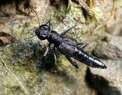 隐翅虫皮炎症状图片图(小伙捏死一只虫，一觉醒来满脸脓包，怎么回事，什么虫这么厉害)